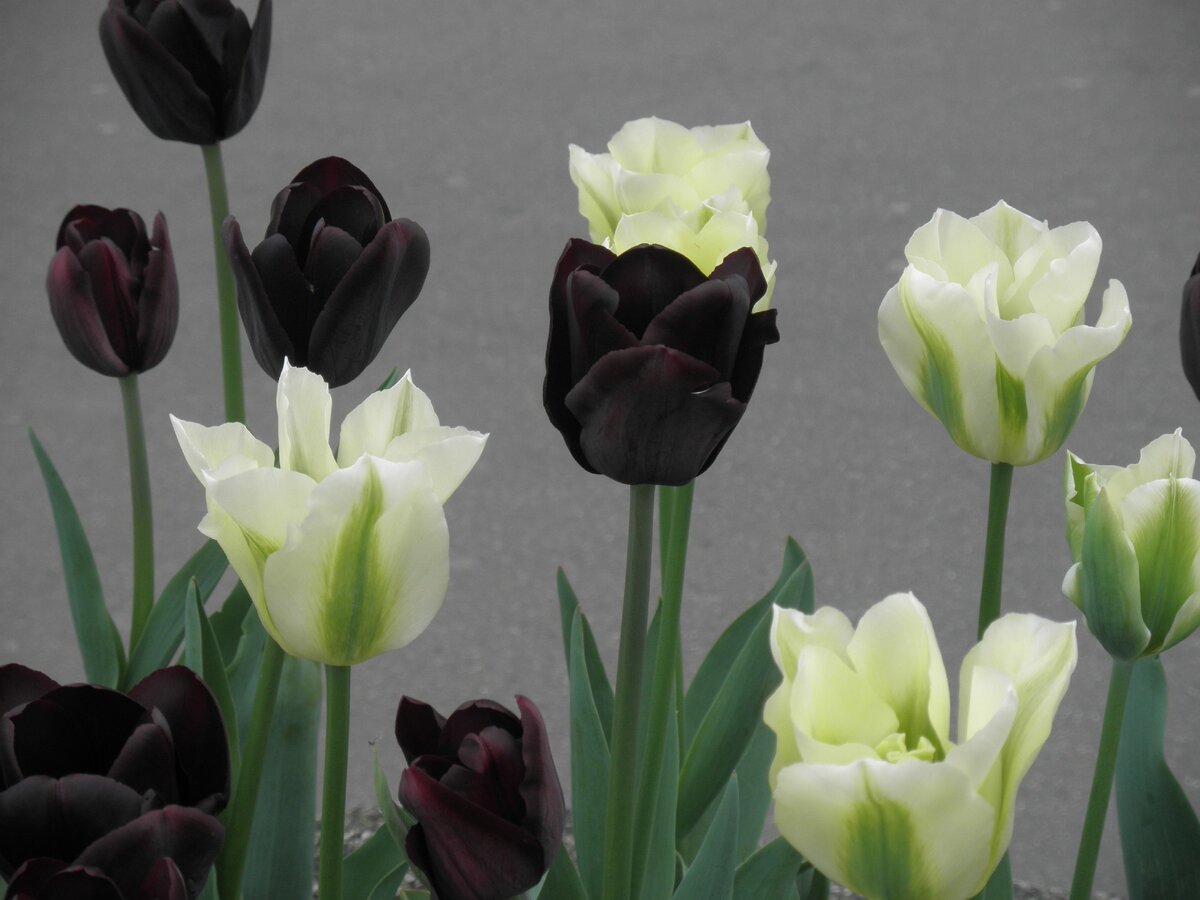 Цветные тюльпаны. Фото автора.