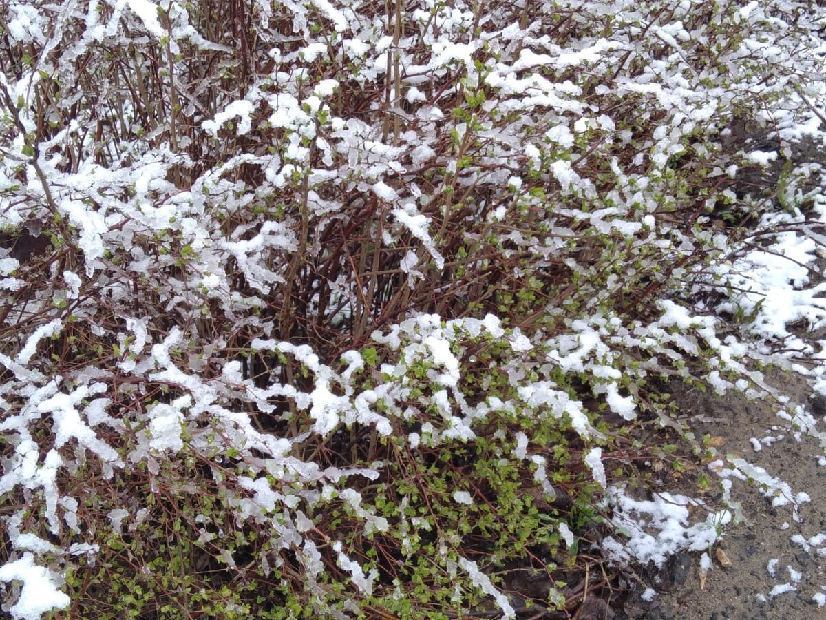 Заснеженная спирея. 