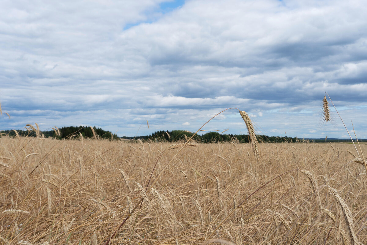 По пути на Вятку. Спелая Рожь. 25 июля, 15 часов.