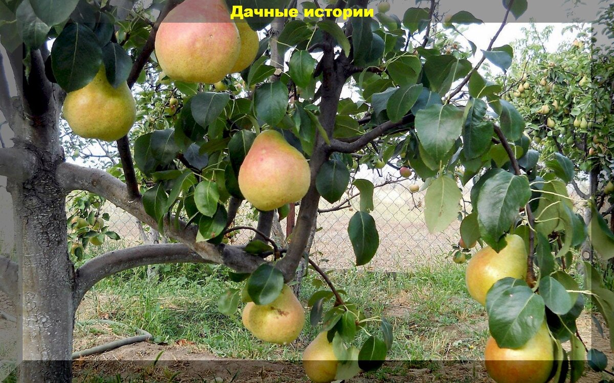 Помогите определить сорт груши - ответы экспертов 7dach.ru