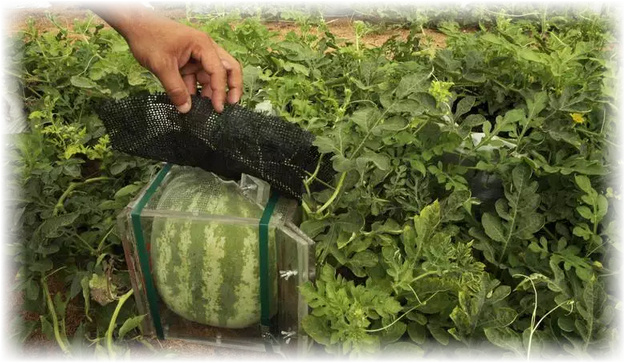 Выращивать кубические арбузы советуют в южных районах, наиболее подходящих для этого растения по климатическим показателям. Если вы решили самостоятельно вырастить такой плод, то первое, что нужно сделать - это определиться с сортом растения. Сейчас существуют климатически адаптированные к более холодным территориям сорта, но, тем не менее, арбузы в средней полосе редко успевают вырасти настолько крупными, чтобы дать возможность сформировать себя в кубическую форму.