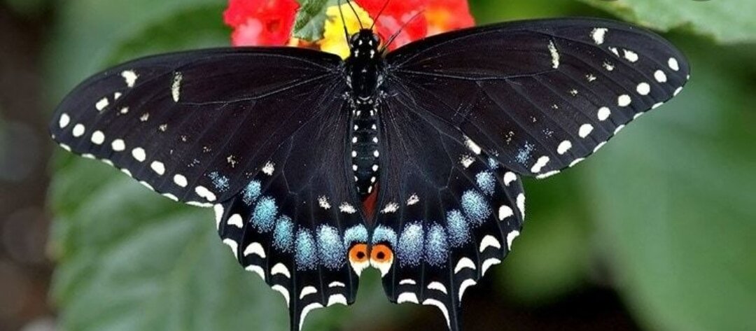 Со мной история такая однажды приключилась! Ни за что бы не поверила сама, если бы кто рассказал! Поехала я как то в Казань! Автобус долго ждали! Сидим уже в автобусе, и я вижу в окно: летает бабочка, большая, красивая. Мечется над автобусом! Понятно что то хочет! Мы с пассажирами ещё поспорили и установили, что это махаон! Очень редкий вид! В наших краях  я не видела такой ни разу ! Установили вид и поехали! Вижу: вот бабочка летит за автобусом! Затем я про неё забыла. Приехали на стоянку между Казанью и Челнами. Пошли по ларькам перекусить, кофе выпить! Ну, кусаем значит, смотрю: эта же бабочка прилетела на стоянку! Все её увидели и стали наблюдать! Что же ей от нас надо? Между тем, бабочка подлетала к каждой женщине, попорхает и к следующей летит! Почти всех дам облетела! Подлетает ко мне и нагло так садится мне на грудь, на блузку! И стала лазить по моим рукам, по шее, по лицу! Как будто что то жадно ищет. Лапки жёсткие, шершавые, царапает меня. Мужики смеются: не иначе как самец! А женщины мне говорят: признавайся мать, что с тобой не так? Я плечами пожимаю, боюсь спугнуть это чудо! И тут я поняла: аромат натуральных духов "Опиум" привлёк эту красоту! И ради того, чтобы им насладиться, бабочка пролетела  300 км по дороге, за автобусом! Храбрая! Могла ведь крылышки повредить. Погибнуть могла! Это же с какой скоростью летела? Я робко женщинам шепчу: может она на аромат духов прилетела?А дамы  выдохнули: признавайся, что за духи? А бабочка всю меня излазила, улетать не хочет! Полчаса елозила по моей блузке и волосам! Затем мы поехали дальше. В автобус моя новая подружка заходить со мной испугалась. Улетела во свояси. Эту историю не забыть!!! Ставьте лайки и подписывайтесь!