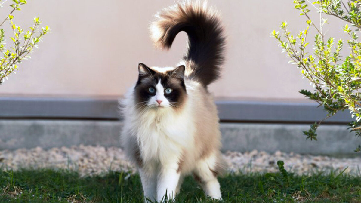 источник фото: wonderful-cat.ru