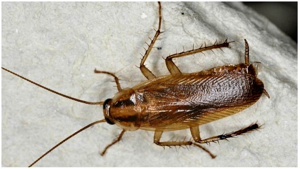 Прусак самец