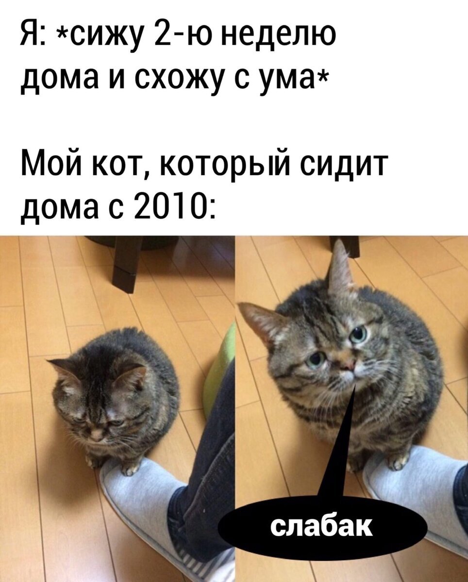 Мемы про кошек. Смешные мемы с котами. Смешные мемы про котов. Коты мемы 2020. Катава мемы