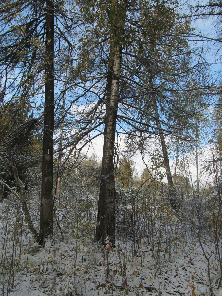 Лес осенью - прекрасен. Фото из личного архива. 2015 год был в это время снег
