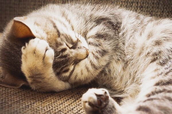Кошки спят больше половины своей жизни | Яна Сама | Дзен