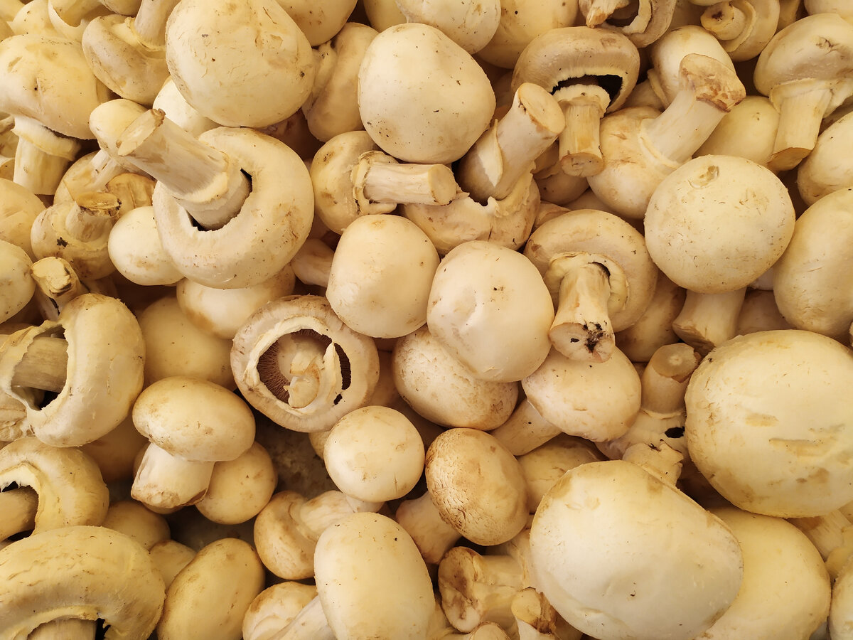Шампиньоны