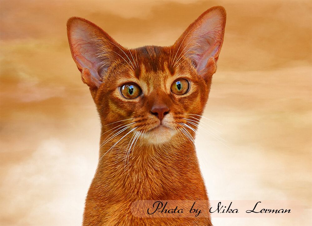 Фото автора