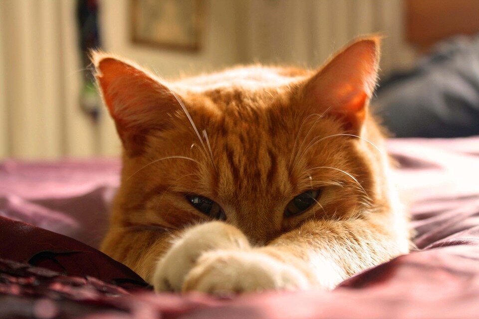 https://cdn.pixabay.com/photo/2016/04/23/05/58/cat-1347176_960_720.jpg