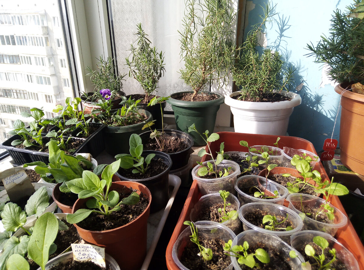 А на балконе тепло, рассада подрастает