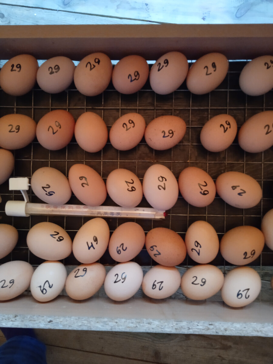 40 штук Доминанта