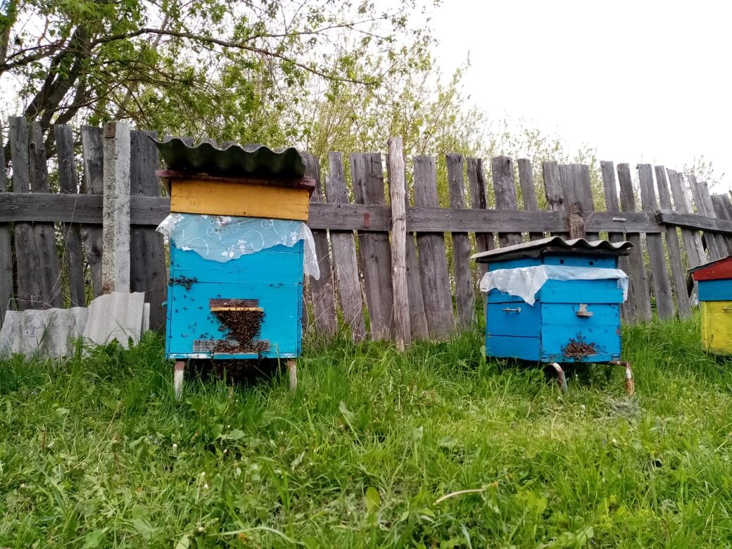 Деревенский улей уральские. Деревенский улей уральские. Пчеловодство на южном урале. Деревенский улей уральские. Шоу уральские пельмени деревня.