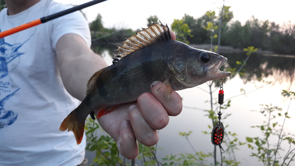 Часть 1 Streetfishing-уличная рыбалка! | Рыбалка c BESFISHNG34rus | Дзен