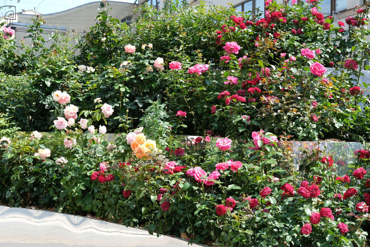 Такие душистые розы, 2 фото.