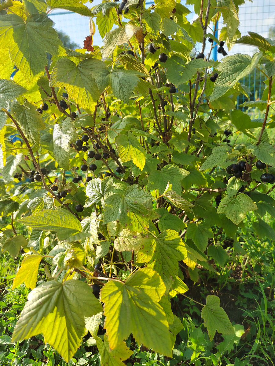 Черная смородина