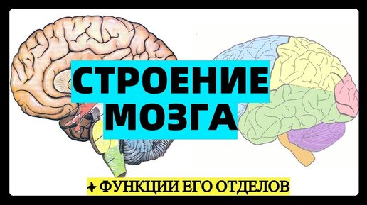 Отделы мозга и их функции. Функции отделов мозга ЕГЭ. Словосочетание как запомнить отделы мозга.