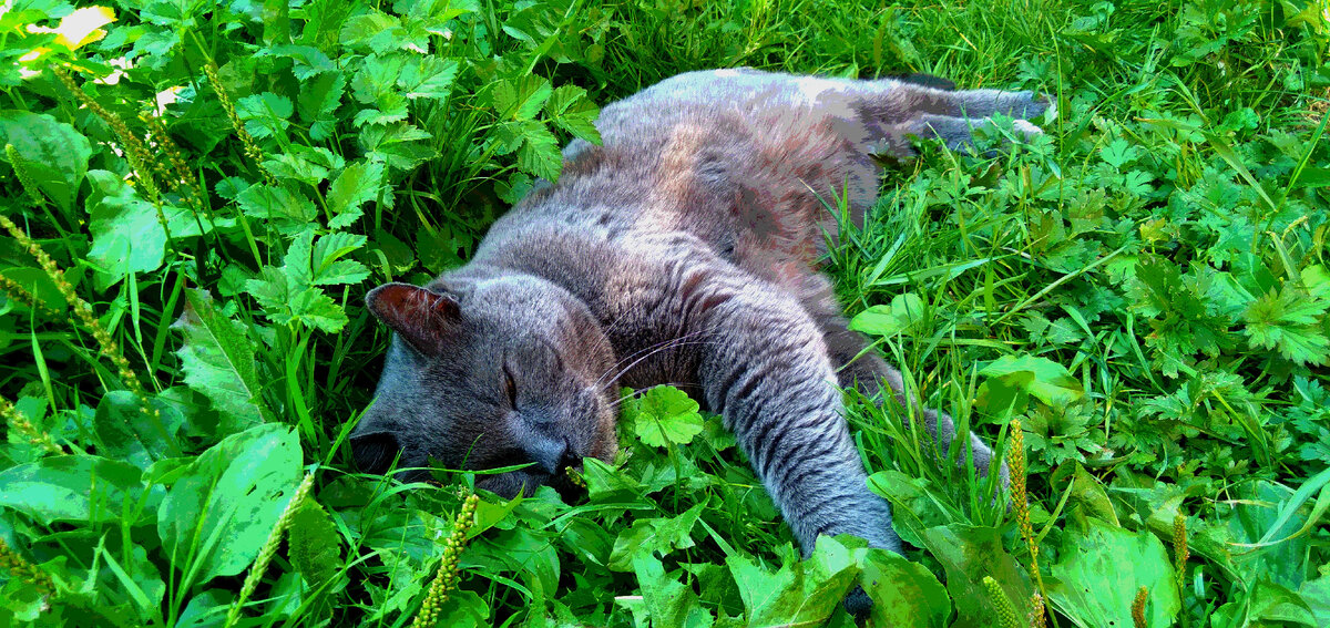 Мой кот, которому не надо рано вставать, но он все равно будит меня по утрам...
