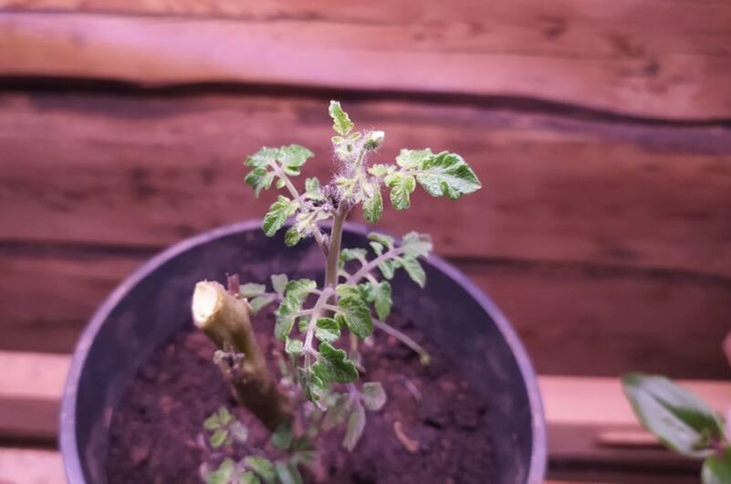 Куст томата из теплицы.