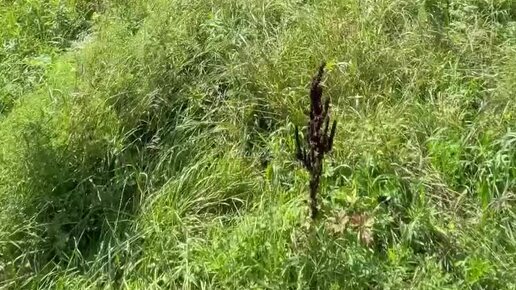 Шагай со мной | Вот и почти прошло лето ( | Дзен