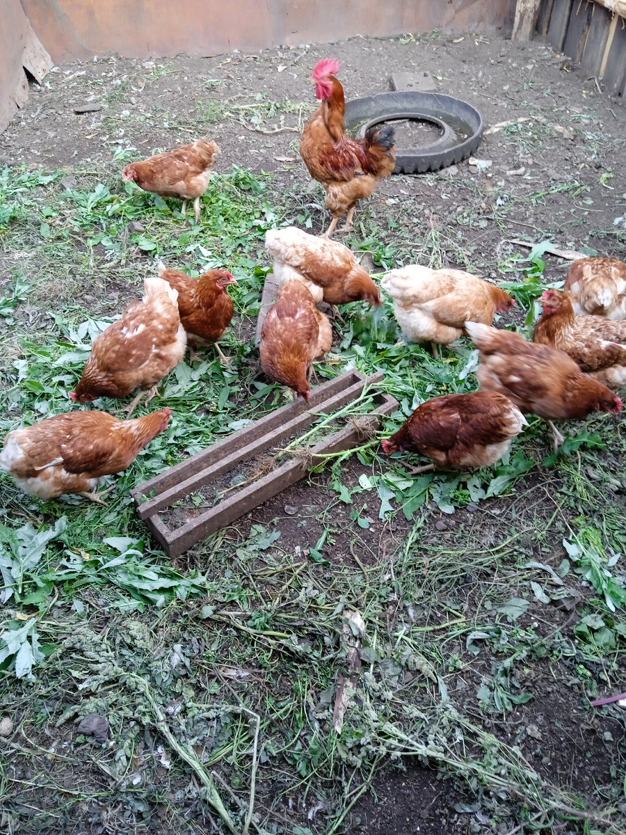 Несколько лет назад мы сделали загон для куриц своими руками. С одной стороны у нас идёт забор . Остальные стороны мы обшили горьылями. Сверху у нас металлическая сетка. Металлическая сетка нужна для защиты от сорок и остальных хищных птиц которые нападают на наших куриц . Курицы часто любят прятать свои яйца. Иногда они забираются в недоступные места и несут там яйца. А вот в загоне им некуда спрятаться. Также курицы раскапывают большие ямы . Поэтому загон в такой ситуации необходим .Кроме куриц в загоне можно растить бройлеров. Если бройлеры будут мало двигаться и быстро набирать вес .