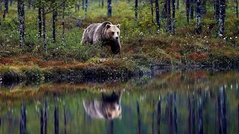 Картинка из источника в свободном доступе. Медведь на берегу озера.