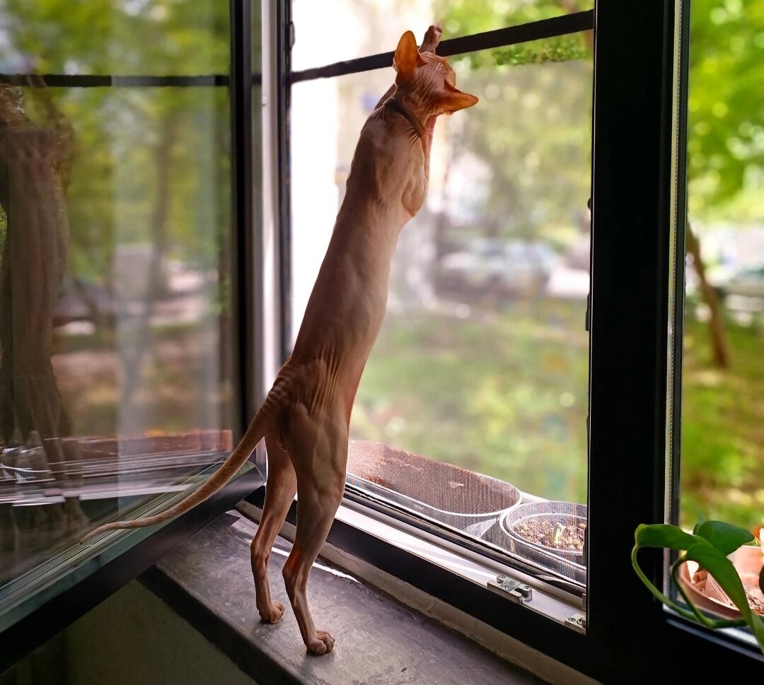 Что за жизнь в неволе! 