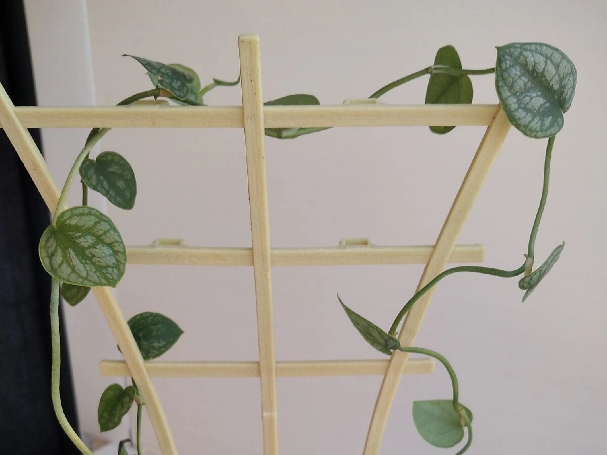 Монстера Дубиа так выглядит у большинства цветоводов