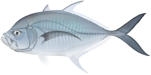 Ulua mentalis