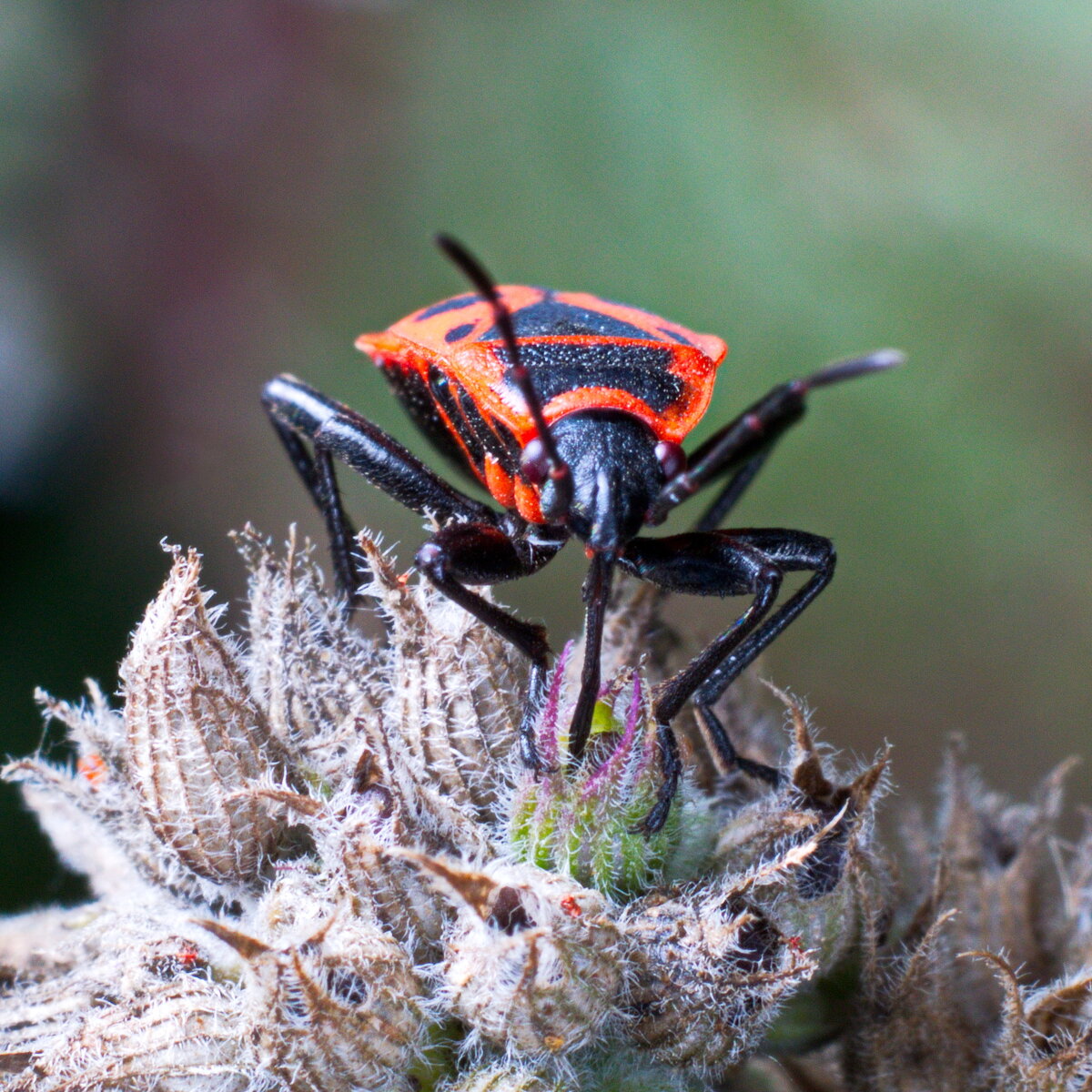 Клоп-солдатик, краснокло́п бескрылый, козачёк, или красный клоп (лат. Pyrrhocoris apterus