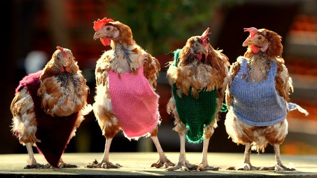 Открой курочек. Три курицы. Смешная курица. Курочка в платье. Модная курица.