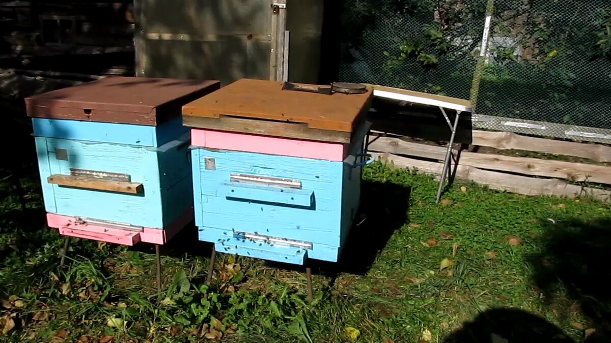 Две семьи пчёл.
