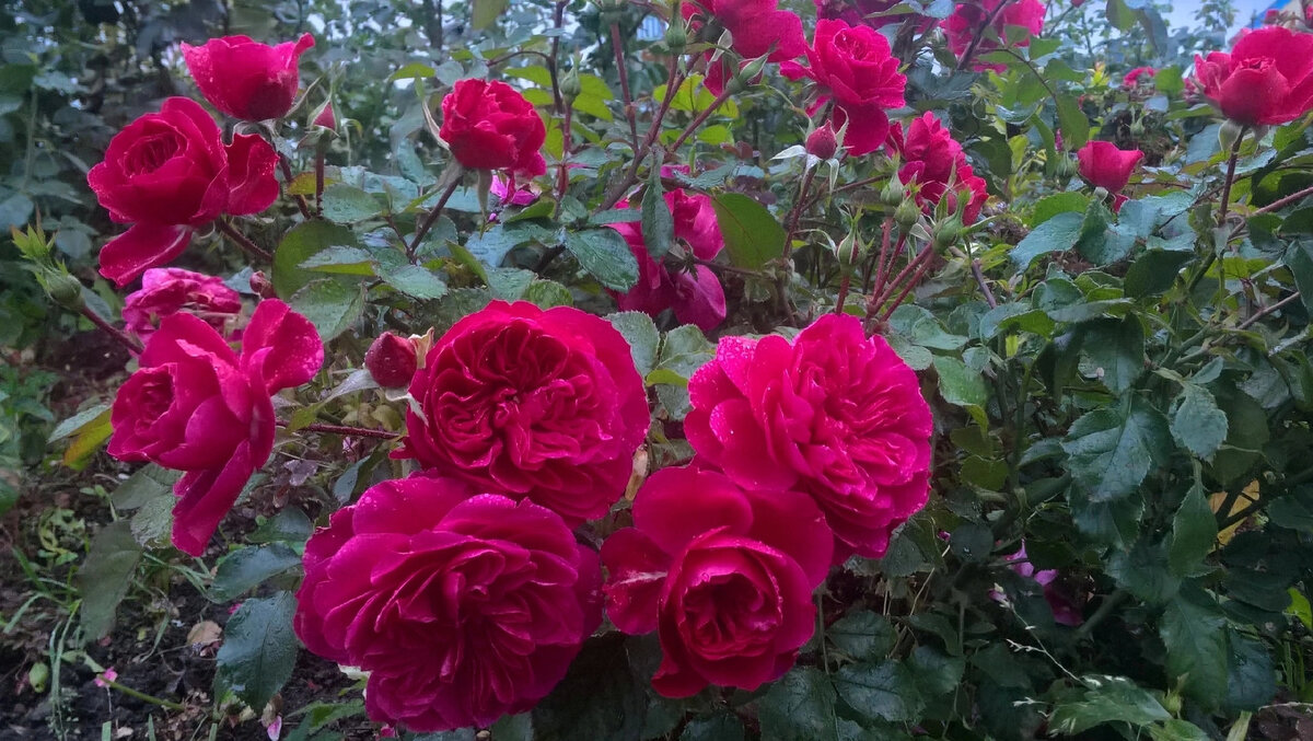 Цветок ,совершенный квартиррванный появляется на ней до снега в невероятном количестве!