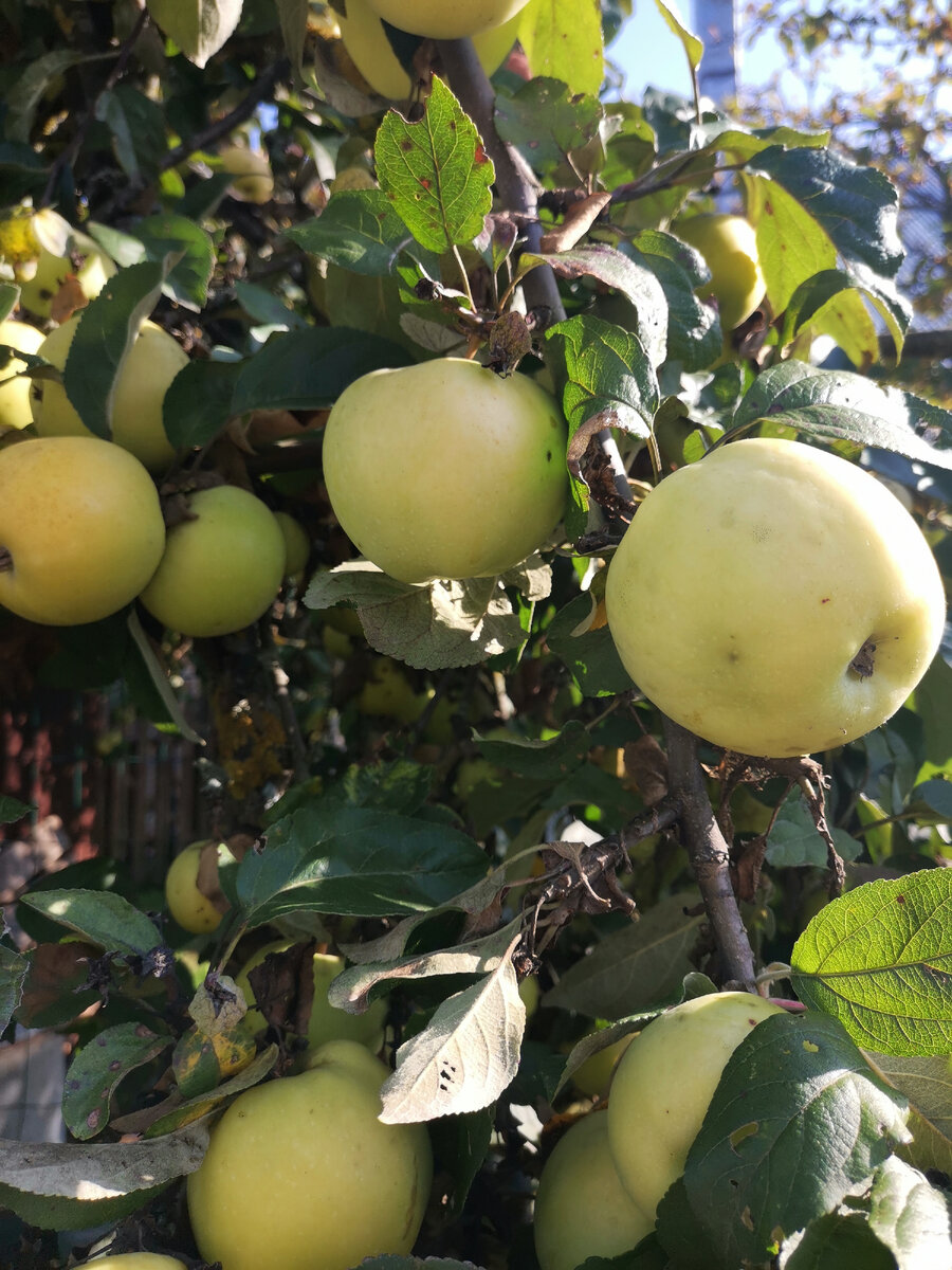 Фото автора.