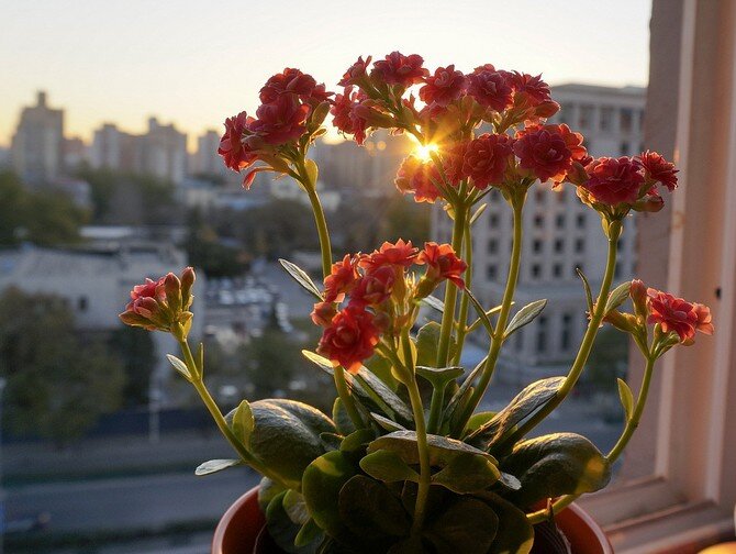 Каланхоэ мангина (Kalanchoe manginii) в домашних условиях