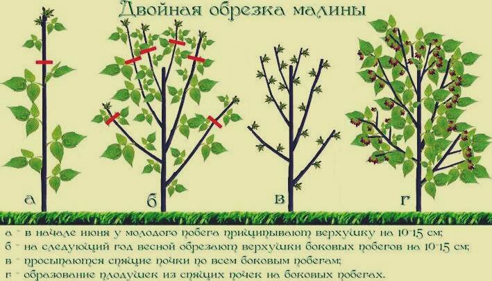 по материалам сайта http://rassada.info/malina/uhod-za-malinoy-vesnoy.html