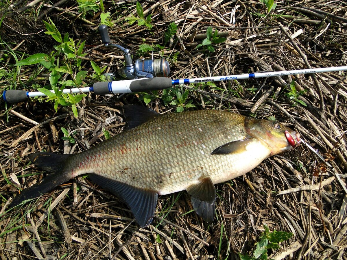 Поимка леща на реке Молога