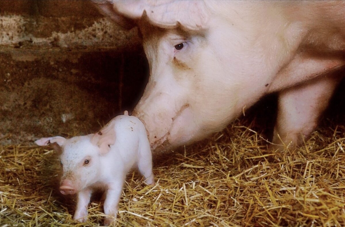 техника искусственного осеменения свиней. техника искусственного осеменения свиней. осемененную свиноматку. хряк производитель. осемененную свиноматку.