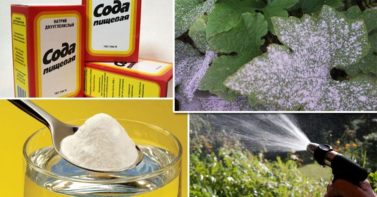 Пищевая сода на огороде 