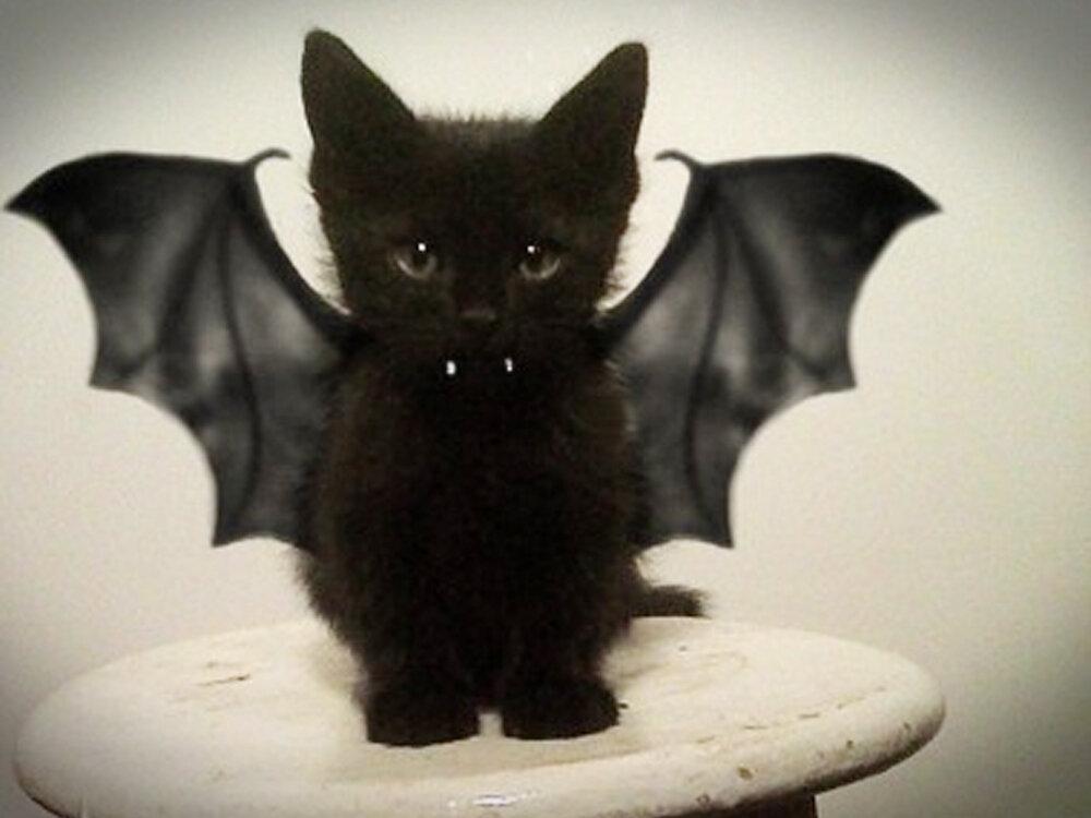 Черный кот в доме, приметы к добру или ко злу? | Бытовая магия | Дзен