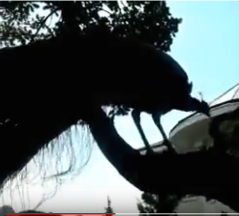             Меня эти птички просто восхищают!  Вы знали что павлин ревнивый очень? ------------------------------------------------------------  - ------------------------------------------------------------Мы многое не знаем о павлинах. павлин#порода# 
 
 -----------------------------------------------------------------------------------------------
 Это действительно шикарное животное! Это просто царственная птица, которая не перестает радовать взгляд каждый день, каждый год сколько бы вы ни смотрели на него. - Они своенравны и не просты как нам кажется на первый взгляд. Мы заволакиваем и убаюкиваем свою бдительность, глядя на перелив цвета его оперенья. Это очень завораживает. ------------------------------------------------------------------------------------------------ - ..но когда он раскрывает свой веерный хвост, то просто восторг неописуем, аж мурашки бегут по коже. -------------------------------------------------------------------------------------------------- Но ... он ещё и ревнивец! За свою самочку он может хорошо потрепать, ЭТО ЦАРСТВЕННАЯ ПТИЦА! НЕ ТОЛЬКО С ВИДУ, НО И В ХАРАКТЕРЕ!