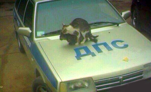 машина дпс и кошки