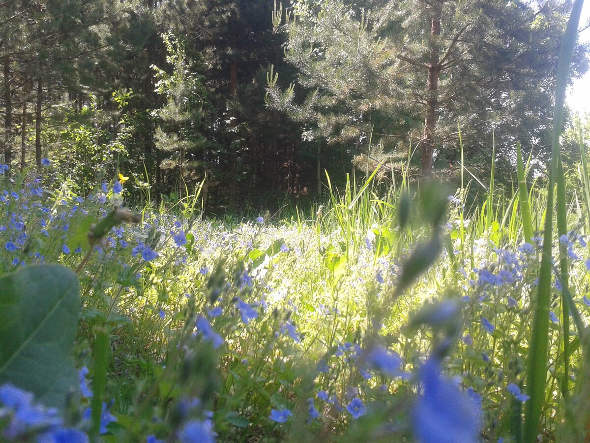 Мой огород со стороны леса.