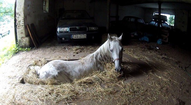 Конь с плугом. Дохнут лошади в плугу. Дохнут лошади в плугу. Дохнут лошади в плугу. Дохнут лошади в плугу.