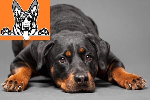 Подписывайтесь на канал, ставьте лайки. Поможете развитию канала. Спасибо.