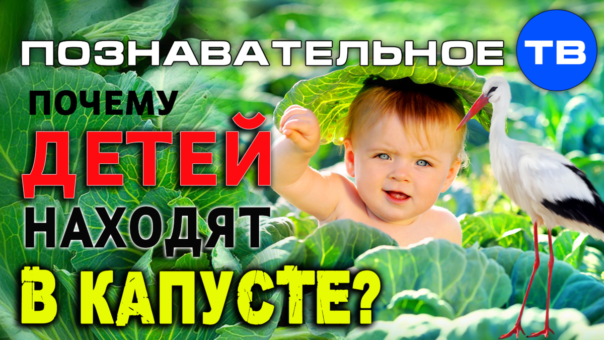 Центр аист и капуста. Ребенка принес аист нашли в капусте. аист принес мальчика. аист ребенок капуста. ребенка нашли в капусте.