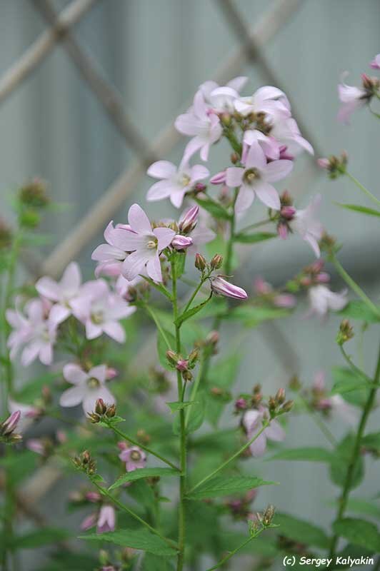 Колокольчик молочноцветковый Loddon Anna