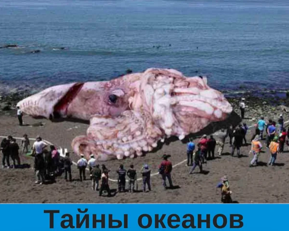 Это фотошоп, таких экземпляров никогда не вылавливали