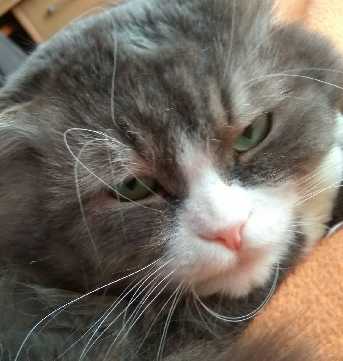 (наш любимчик  М и х е ю ш к а ) 