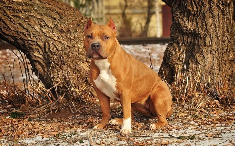 Смелость и агрессивность